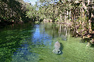 Manatees at Blue Springs